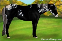 Horse Color:White Spotted Amber Champagne Ice 
