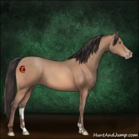 Horse Color:Sable Champagne 