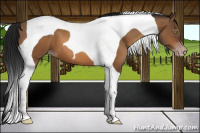 Horse Color:Gray Amber Champagne Tobiano 