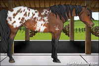 Horse Color:Bay Appaloosa 