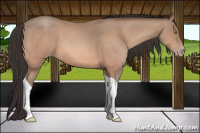 Horse Color:Amber Champagne Tobiano 