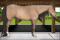 Horse Color:Amber Champagne 