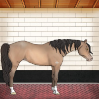 Horse Color:Amber Champagne