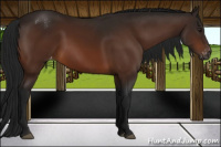 Horse Color:Gray Brown Varnish 