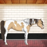 Horse Color:Amber Cream Champagne Tobiano