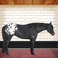 Horse Color:Black Appaloosa 