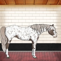 Horse Color:Silver Black Sabino Splash Near Leopard 