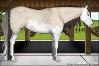 Horse Color:Amber Champagne Dun Splash 