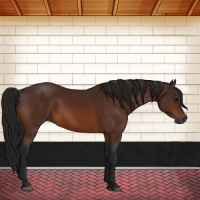 Horse Color:Gray Bay 