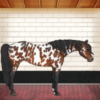 Horse Color:Bay Appaloosa 