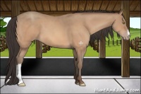 Horse Color:Amber Champagne 