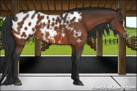 Horse Color:Bay Appaloosa 