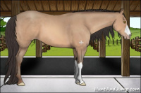 Horse Color:Amber Champagne 