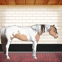 Horse Color:Amber Champagne Tobiano Blanket 