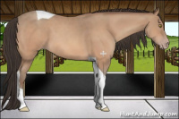 Horse Color:Amber Champagne Tobiano 