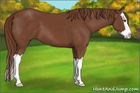 Horse Color:Chestnut Splash 