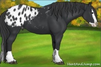 Horse Color:Black Splash Appaloosa