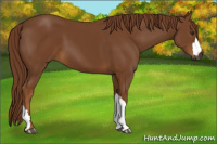 Horse Color:Gray Chestnut 