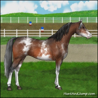 Horse Color:White Spotted Brown Varnish Rabicano 