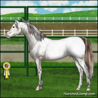 Horse Color:Brown Dun Appaloosa Rabicano  and Brown Dun Appaloosa 