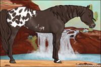 Horse Color:Liver Chestnut Appaloosa Rabicano