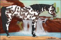 Horse Color:Brown Near Leopard Rabicano 