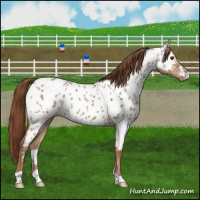 Horse Color:Red Dun Appaloosa 