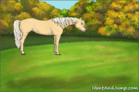 Horse Color:Palomino