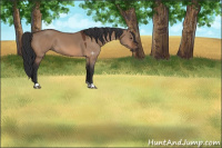 Horse Color:Brown Dun
