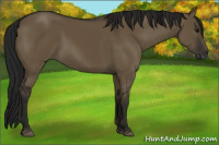 Horse Color:Gray Smoky Grullo 