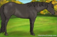 Horse Color:Smoky Black