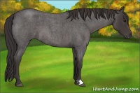 Horse Color:Smoky Blue Roan 