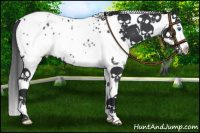 Horse Color:White Spotted Black Splash Tobiano Appaloosa 