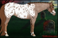 Horse Color:Red Roan Frame Appaloosa 
