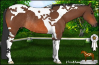Horse Color:Bay Tobiano Rabicano