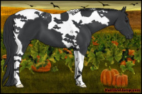 Horse Color:Black Tobiano 
