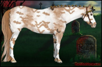 Horse Color:White Spotted Red Roan 