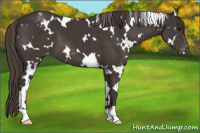 Horse Color:White Spotted Smoky Black Varnish 
