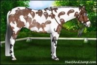 Horse Color:Bay Splash Tobiano Rabicano 