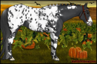 Horse Color:Black Tobiano Frame Appaloosa 