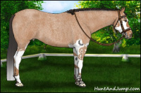 Horse Color:Bay Roan Splash
