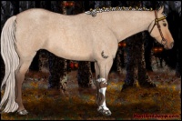 Horse Color:Silver Bay Roan Dun 