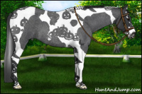 Horse Color:Blue Roan Splash Tobiano 