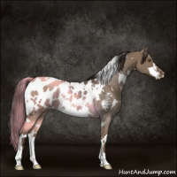 Horse Color:White Spotted Liver Red Dun Appaloosa 