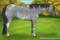 Horse Color:Blue Ice Roan 