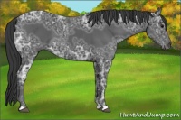Horse Color:Black Ice 