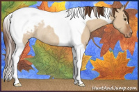 Horse Color:Bay Dun Tobiano Appaloosa Rabicano
