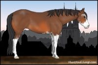 Horse Color:Bay Sabino 