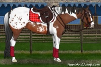 Horse Color:Bay Sabino Tobiano Appaloosa