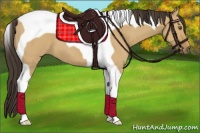 Horse Color:Buckskin Dun Tobiano